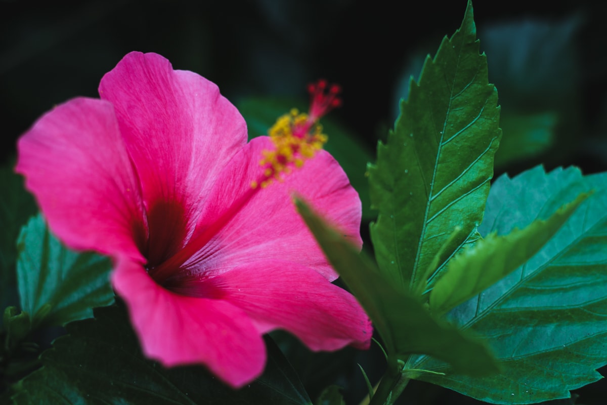 hibiscusbloem bij ponta delgada Azoren