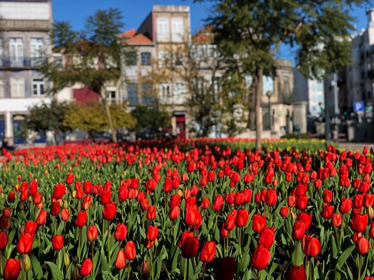 Ultimate One Day In Porto Itinerary For First-Time Visitors