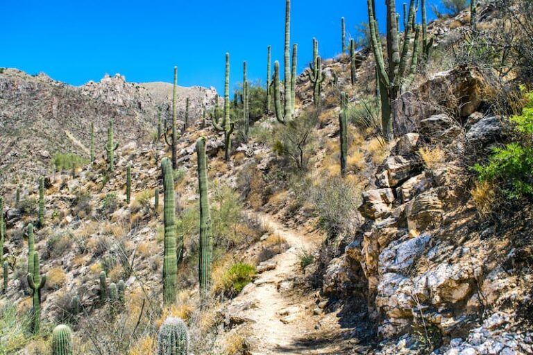 9 Best Hikes In Saguaro National Park For All Levels Map 1767