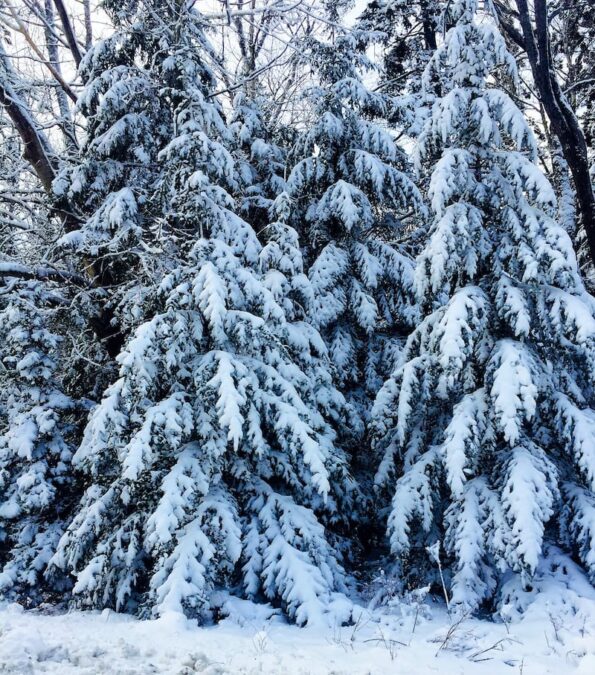 Acadia in Winter: Things to Do + Seasonal Tips (2023-2024!)