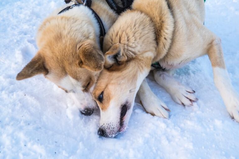 Dog Sledding in Tromso: Ethical Tours & Helpful Tips (2024-2025)