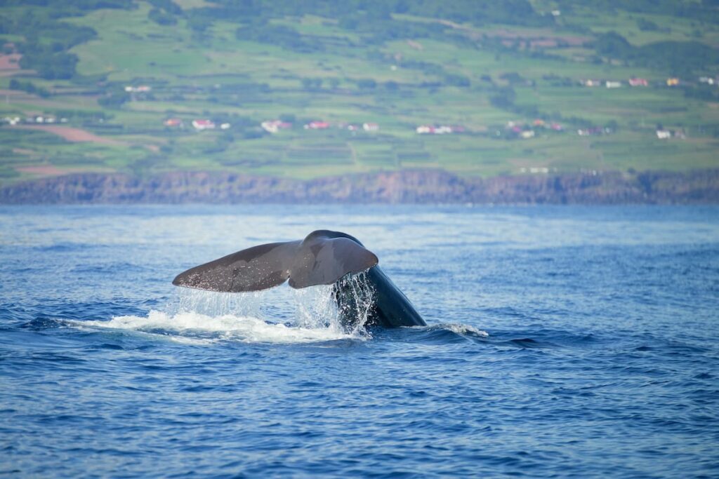 30 Azores Travel Tips To Make Visiting The Azores Easier