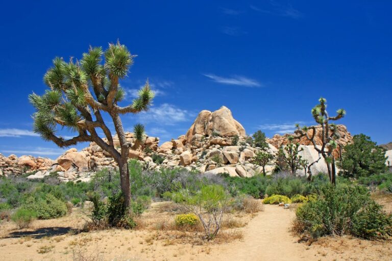 Palm Springs To Joshua Tree Road Trip Itinerary Best Stops FAQ   Palm Springs To Joshua Tree National Park 78922594 768x512 