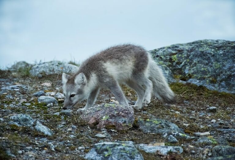 30 Things to Know Before You Visit Svalbard (in 2024!)