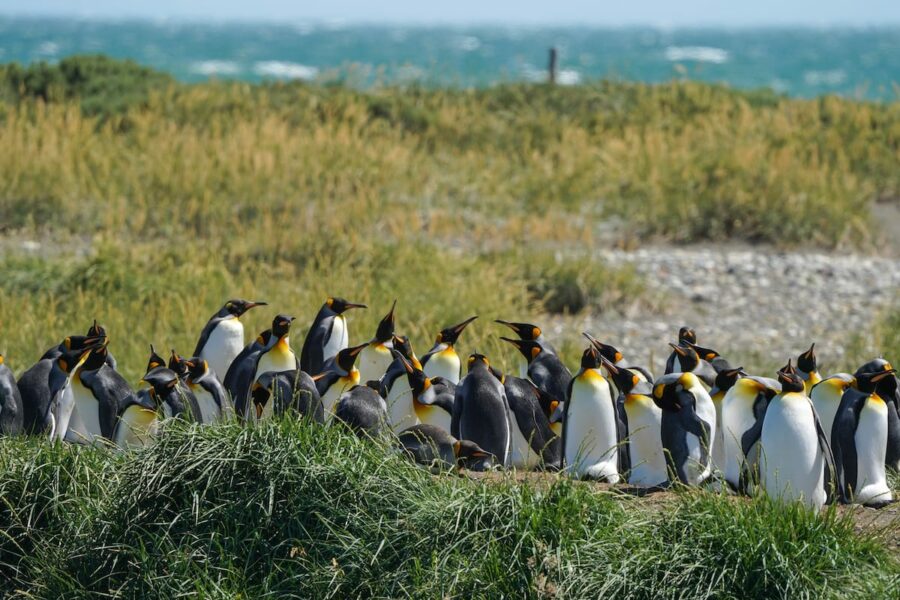 15 Can't-Miss Things to Do in Punta Arenas, Chile (+ Day Tours)