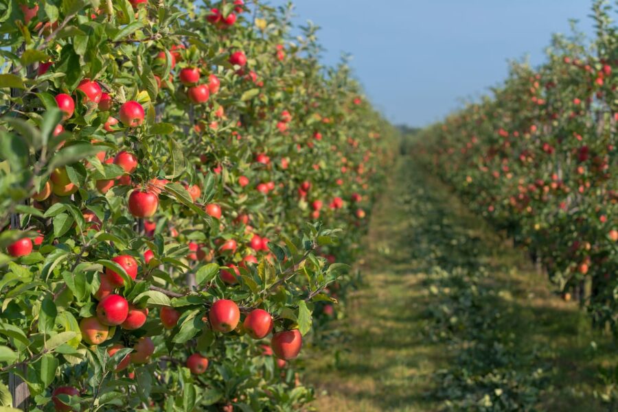 12 Apple Orchards in Wisconsin (for an Apple Picking Experience!)