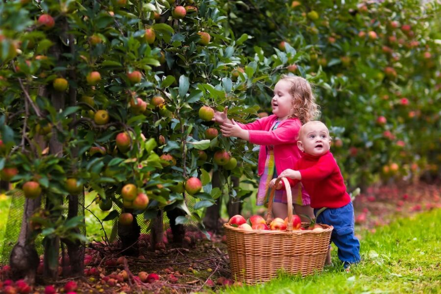 12 Apple Orchards in Wisconsin (for an Apple Picking Experience!)