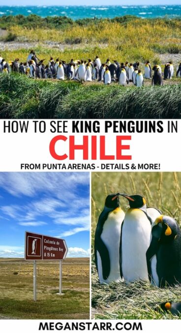 How to Visit the King Penguins on Tierra del Fuego (Tours, Tips, & Map!)