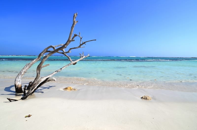 a tree branch on a beach at Baby Beach in Aruba