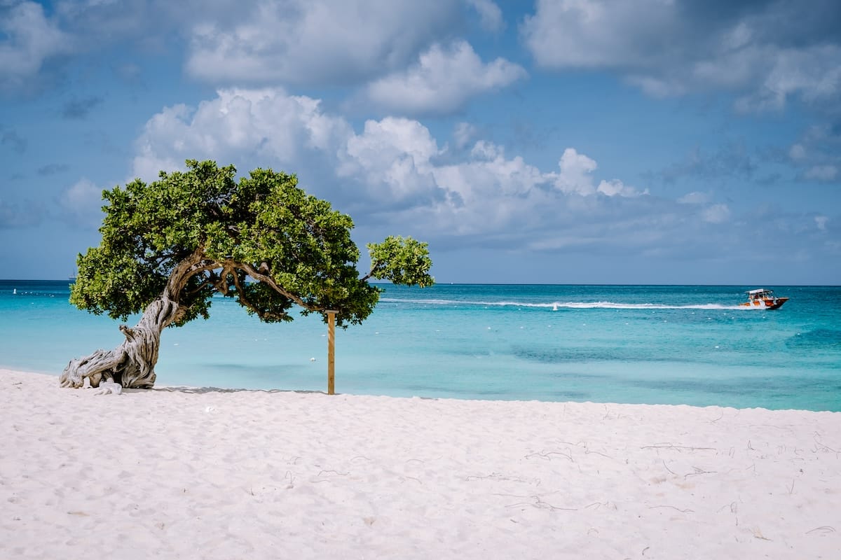 a tree on a beach: Divi divi tree on one of the beaches in Aruba