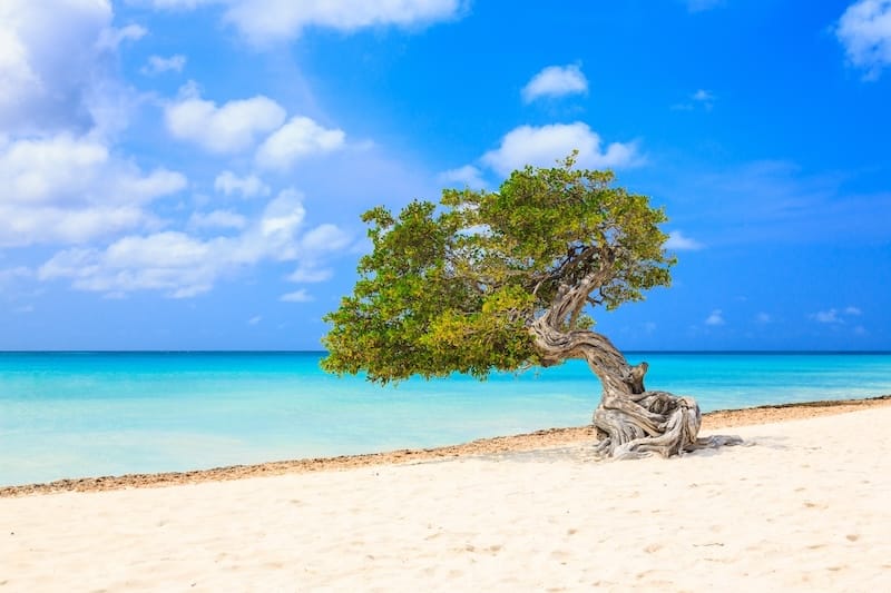 Divi divi tree on one of the beaches in Aruba