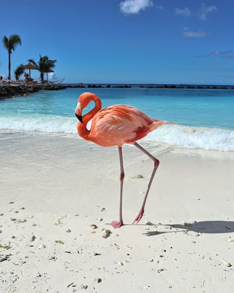 a flamingo standing on a beach at Flamingo Beach - one of the most famous Aruba beaches