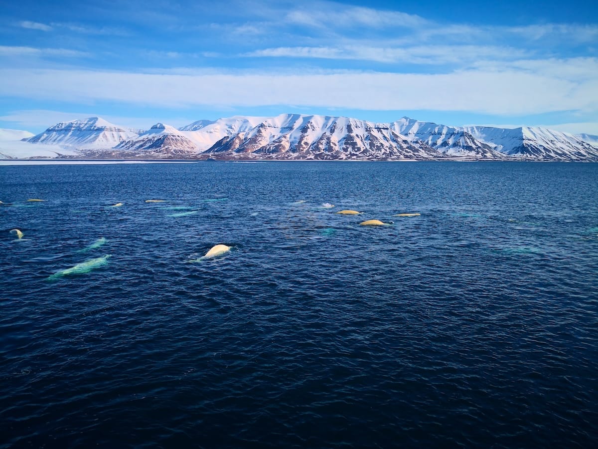 Belugas are some of the unique wildlife in Svalbard
